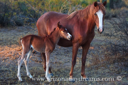 Mare and Foal - 2026 - 1
Verde River, Rio Verde, AZ.
